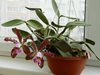 Cattleya schillerinana Sophie x Ca. schilleriana Ria Ladda 